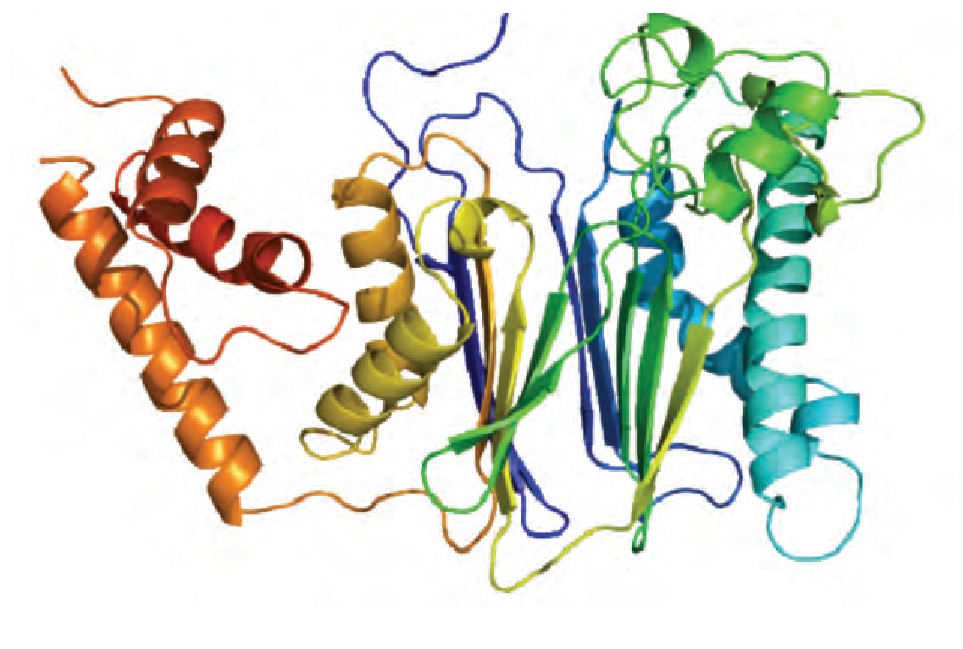 ͼ2 PPM1AĶṹ (ͼƬԴwikimedia)